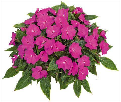 Photos von Blumenvarianten benutzt als: Topf, Beet, Terrasse, Ampel Impatiens N. Guinea Tamarinda® Max fides® Lavender