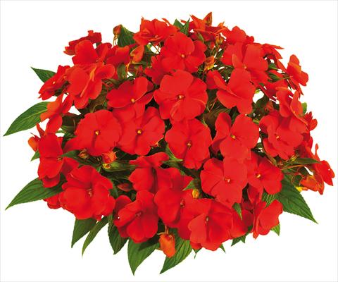 Photos von Blumenvarianten benutzt als: Topf, Beet, Terrasse, Ampel Impatiens N. Guinea Tamarinda® Max fides® Orange