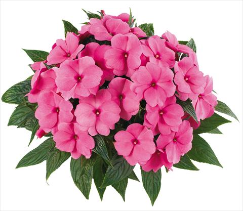 Photos von Blumenvarianten benutzt als: Topf, Beet, Terrasse, Ampel Impatiens N. Guinea Tamarinda® Max fides® Pink