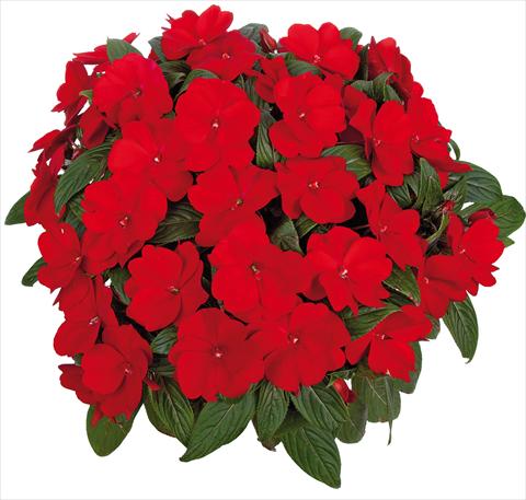 Photos von Blumenvarianten benutzt als: Topf, Beet, Terrasse, Ampel Impatiens N. Guinea Tamarinda® Max fides® Red