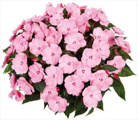 Photos von Blumenvarianten benutzt als: Topf, Beet, Terrasse, Ampel Impatiens N. Guinea Tamarinda® Max fides® Sweet Pink