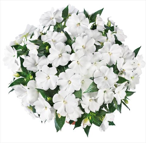 Photos von Blumenvarianten benutzt als: Topf, Beet, Terrasse, Ampel Impatiens N. Guinea Tamarinda® Max fides® White