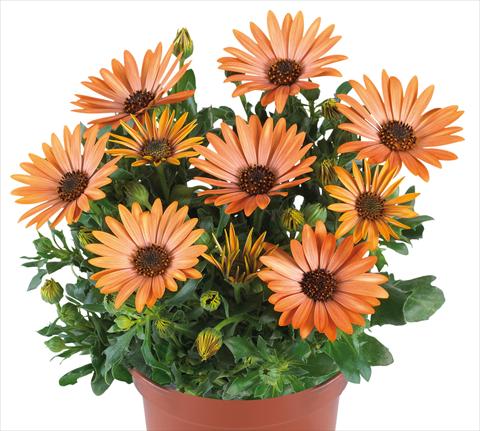 Photos von Blumenvarianten benutzt als: Topf und Beet Osteospermum Margarita fides® Sepia