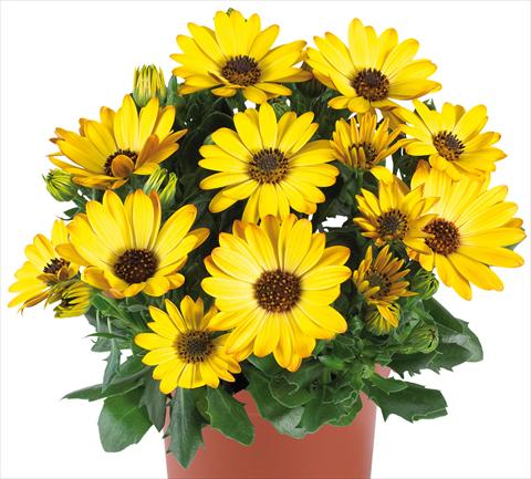 Photos von Blumenvarianten benutzt als: Topf und Beet Osteospermum Margarita fides® Yellow Improved