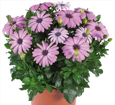 Photos von Blumenvarianten benutzt als: Topf und Beet Osteospermum Margarita Supreme fides® Lilac