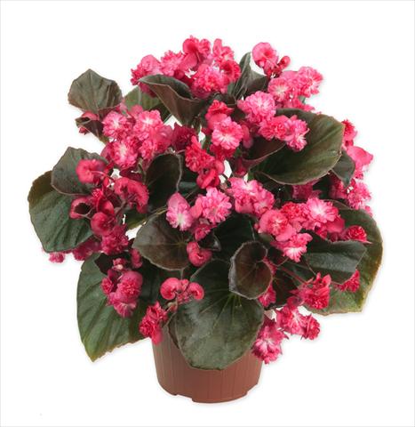 Photos von Blumenvarianten benutzt als: Topf und Beet Begonia Doublet Red