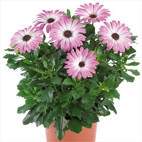 Photos von Blumenvarianten benutzt als: Topf und Beet Osteospermum Margarita Supreme fides® Pink Bicolor
