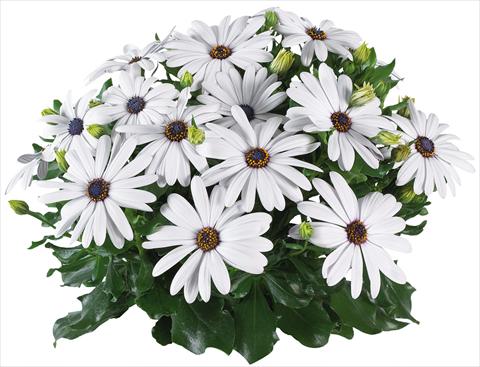 Photos von Blumenvarianten benutzt als: Topf und Beet Osteospermum Margarita Supreme fides® White