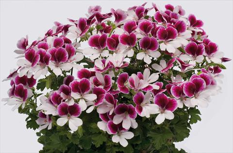 Photos von Blumenvarianten benutzt als: Terrasse, Topf Pelargonium grandiflorum pac® Angeleyes® Bicolor Improved