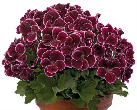 Photos von Blumenvarianten benutzt als: Terrasse, Topf Pelargonium grandiflorum pac® Aristo® Black Beauty