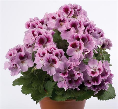 Photos von Blumenvarianten benutzt als: Terrasse, Topf Pelargonium grandiflorum pac® Aristo® Orchid
