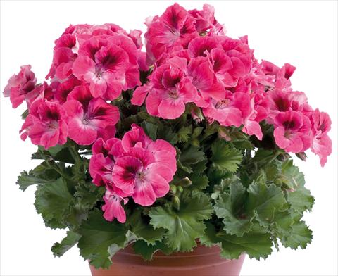 Photos von Blumenvarianten benutzt als: Terrasse, Topf Pelargonium grandiflorum pac® Aristo® Salmon