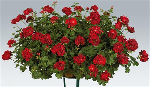 Photos von Blumenvarianten benutzt als: Topf, Terrasse, Ampel. Pelargonium peltatum pac® Kate