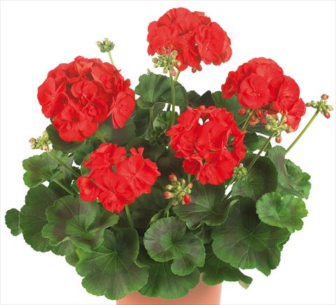 Photos von Blumenvarianten benutzt als: Topf, Beet, Terrasse Pelargonium zonale Master Idols® fides® Bright Red