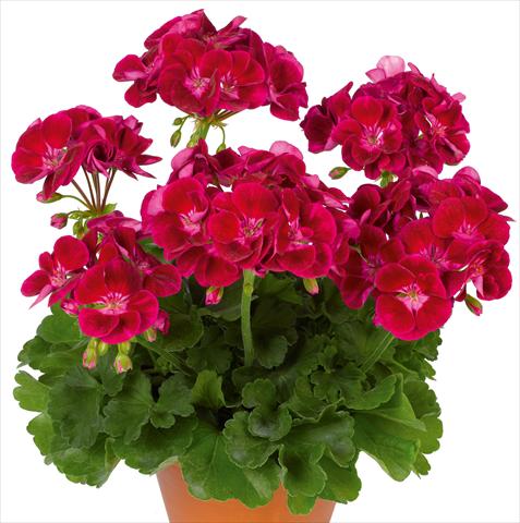 Photos von Blumenvarianten benutzt als: Topf, Beet, Terrasse Pelargonium zonale pac® Flower Fairy Velvet