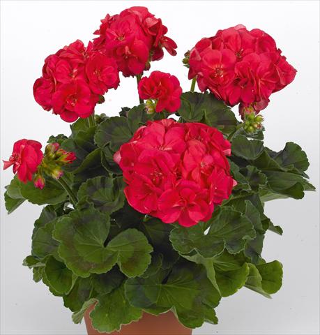 Photos von Blumenvarianten benutzt als: Topf, Beet, Terrasse Pelargonium zonale pac® Ludo