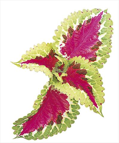 Photos von Blumenvarianten benutzt als: Beet- / Rabattenpflanze Coleus blumei Fairway Salmon Rose