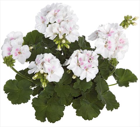 Photos von Blumenvarianten benutzt als: Topf, Beet, Terrasse Pelargonium zonale Summer Idols® fides® White Blush