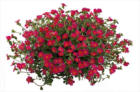 Photos von Blumenvarianten benutzt als: Beet, Terrasse, Ampel Portulaca Pazzaz Deep Pink