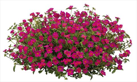 Photos von Blumenvarianten benutzt als: Beet, Terrasse, Ampel Portulaca Pazzaz Fuchsia