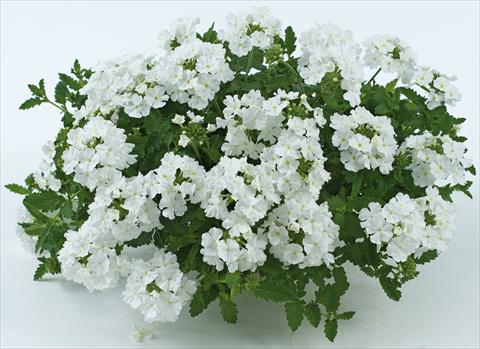 Photos von Blumenvarianten benutzt als: Topf, Terrasse, Ampel. Verbena Donalena™ Pure White