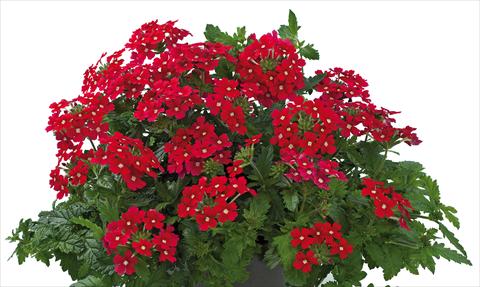Photos von Blumenvarianten benutzt als: Topf, Terrasse, Ampel. Verbena Donalena™ Red Lips
