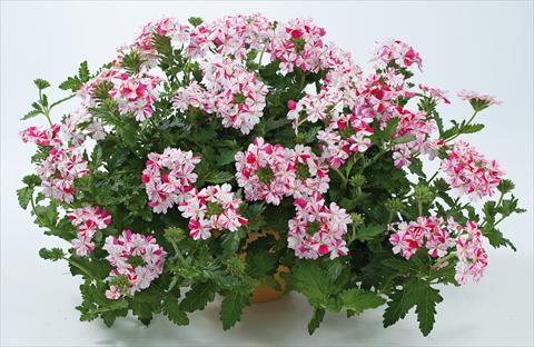 Photos von Blumenvarianten benutzt als: Topf, Terrasse, Ampel. Verbena Donalena™ Twinkle Deep Pink