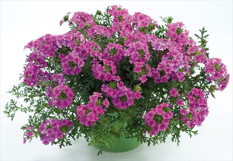 Photos von Blumenvarianten benutzt als: Topf, Terrasse, Ampel. Verbena Veralena™ Hot Pink