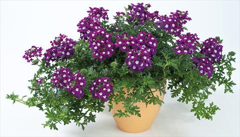 Photos von Blumenvarianten benutzt als: Topf, Terrasse, Ampel. Verbena Veralena™ Indigo