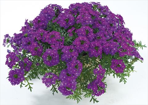 Photos von Blumenvarianten benutzt als: Topf, Terrasse, Ampel. Verbena Veralena™ Purple Improved