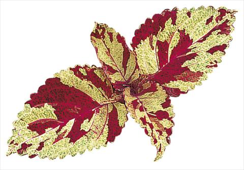 Photos von Blumenvarianten benutzt als: Beet- / Rabattenpflanze Coleus blumei Fairway Mosaic