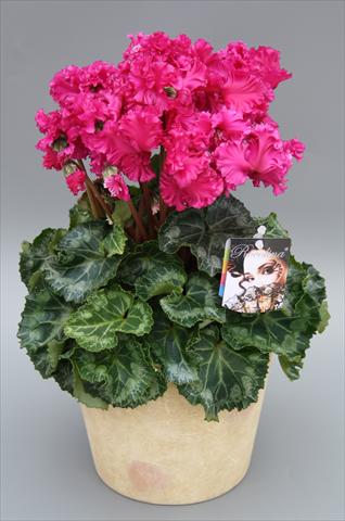 Photos von Blumenvarianten benutzt als: Topf Cyclamen persicum mini Rocolina Deep Purple