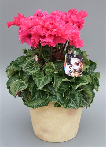 Photos von Blumenvarianten benutzt als: Topf Cyclamen persicum mini Rocolina Deep Rose