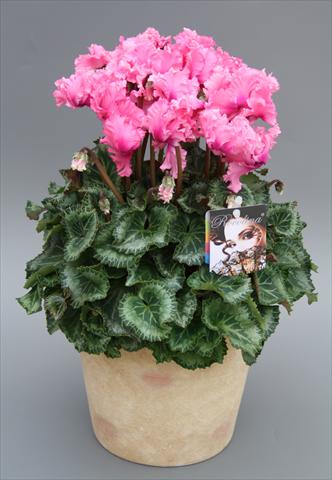 Photos von Blumenvarianten benutzt als: Topf und Beet Cyclamen persicum midi Rocolina Light Pink