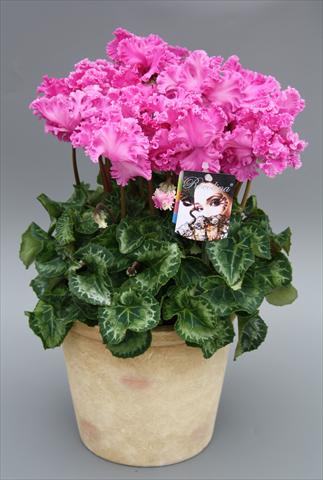 Photos von Blumenvarianten benutzt als: Topf Cyclamen persicum mini Rocolina Lilac
