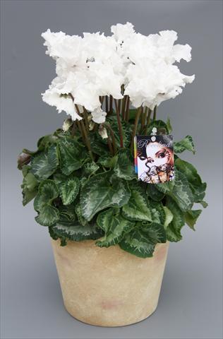 Photos von Blumenvarianten benutzt als: Topf Cyclamen persicum mini Rocolina White