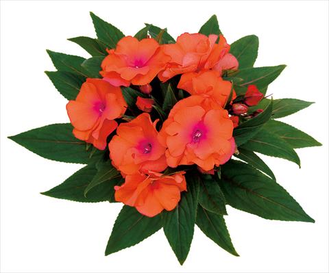 Photos von Blumenvarianten benutzt als: Topf, Beet, Terrasse, Ampel Impatiens N. Guinea Rokoko Theresia