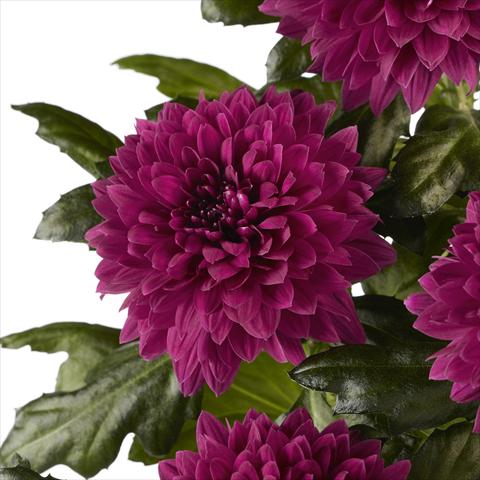 Photos von Blumenvarianten benutzt als:  Chrysanthemum Dante Purple