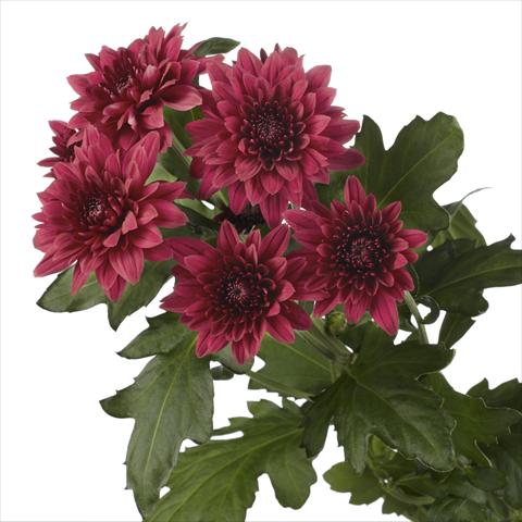 Photos von Blumenvarianten benutzt als:  Chrysanthemum Dante Red