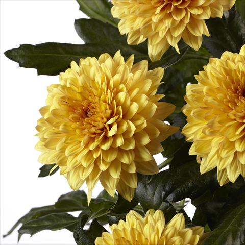 Photos von Blumenvarianten benutzt als:  Chrysanthemum Dante Yellow