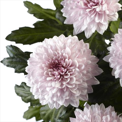 Photos von Blumenvarianten benutzt als:  Chrysanthemum Dante