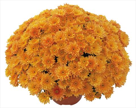 Photos von Blumenvarianten benutzt als: Topf und Beet Chrysanthemum Elephantine Abricot