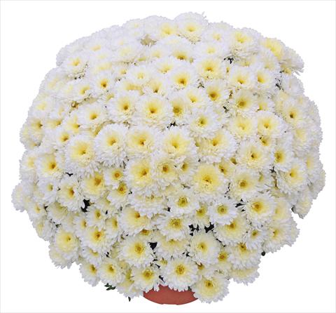 Photos von Blumenvarianten benutzt als: Topf und Beet Chrysanthemum Elephantine Blanc
