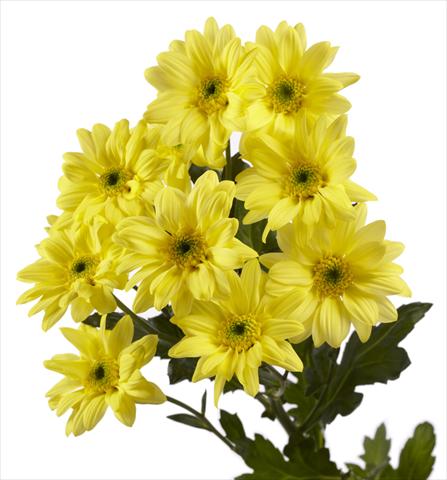 Photos von Blumenvarianten benutzt als:  Chrysanthemum Gabbana Yellow