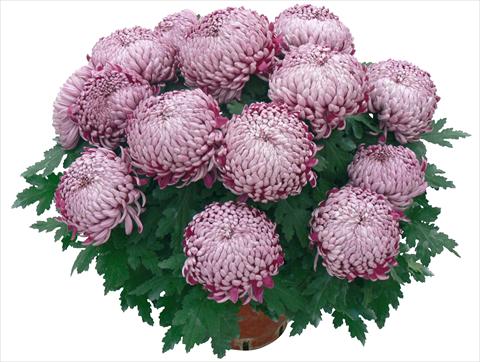 Photos von Blumenvarianten benutzt als: Topf und Beet Chrysanthemum Olebo