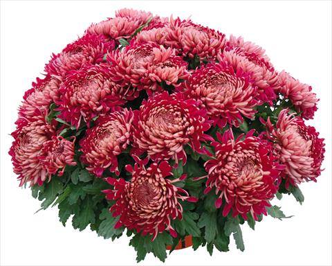 Photos von Blumenvarianten benutzt als: Topf und Beet Chrysanthemum Romy Bordeaux