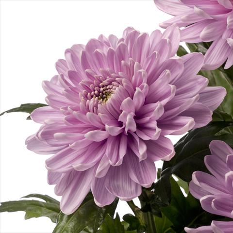 Photos von Blumenvarianten benutzt als:  Chrysanthemum Rossano Dark