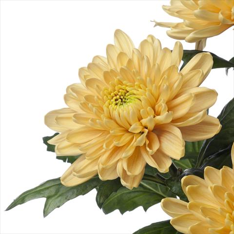 Photos von Blumenvarianten benutzt als:  Chrysanthemum Rossano Orange