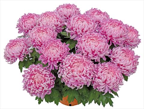 Photos von Blumenvarianten benutzt als: Topf und Beet Chrysanthemum Tatou