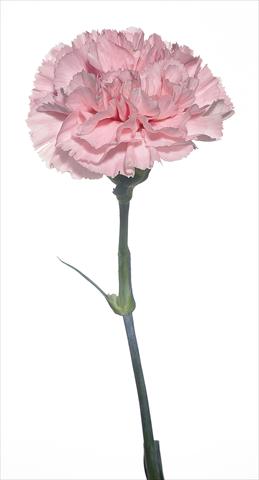 Photos von Blumenvarianten benutzt als: Schnittblume Dianthus caryophyllus Bizet